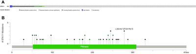 Relevance of STK11 Mutations Regarding Immune Cell Infiltration, Drug Sensitivity, and Cellular Processes in Lung Adenocarcinoma